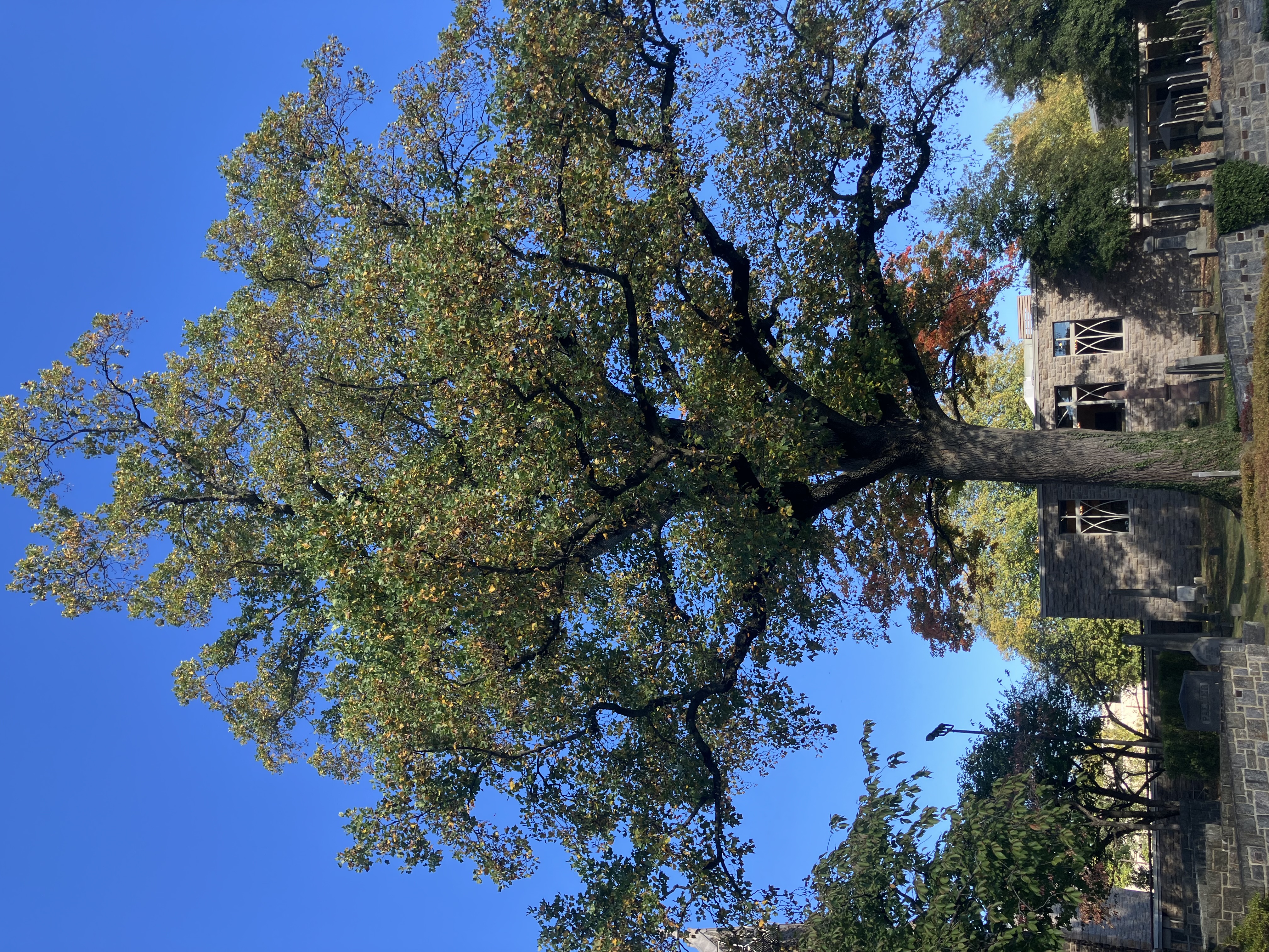 226757-Tuliptree CC.jpg